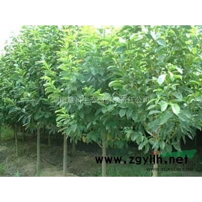 大量供应湖南香樟，移栽香樟