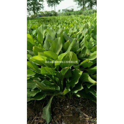 江苏[产品]/江苏桂花 丹桂 四季桂 银桂价格/报价