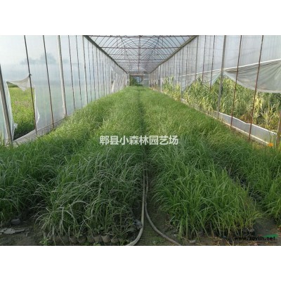 高分枝桂花、独杆桂花、高杆桂花