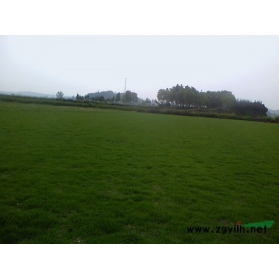 湖南香樟 湖南移栽香樟 香樟树 湖南香樟价格