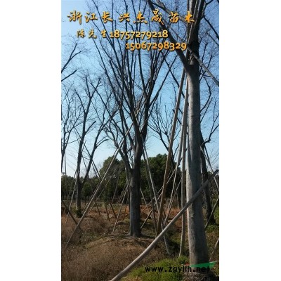 紧急处理大叶女贞11~12，货源浙江长兴
