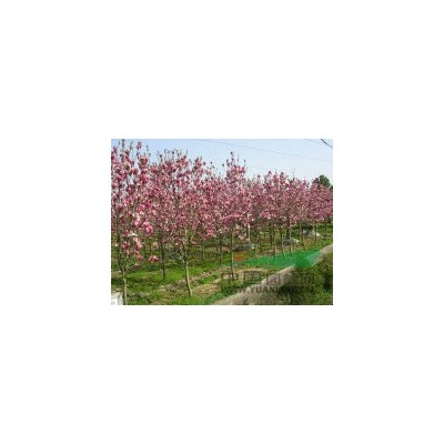 出售一批香樟个规格都有