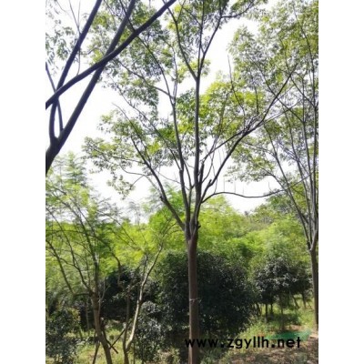 供应桂花，茶花，香樟