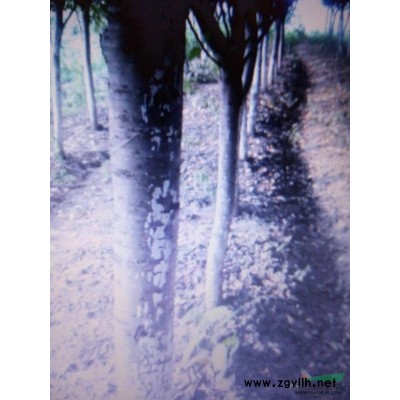 供应米经2公分桂花价7.5元