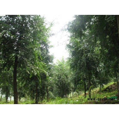 红豆杉、八月桂、白玉兰、香樟