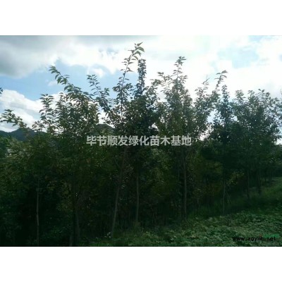 紫荆、紫薇、桂花、银信等绿化苗木低价大量出售