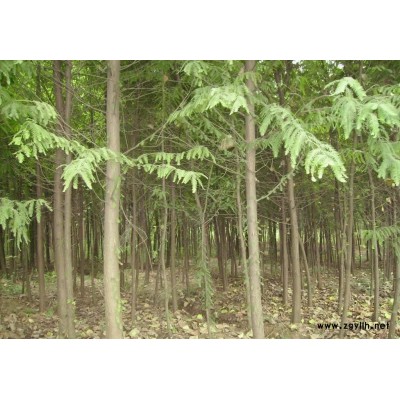 优良池杉、水杉、意杨、香樟、苏柳、垂柳、桂花树苗木等