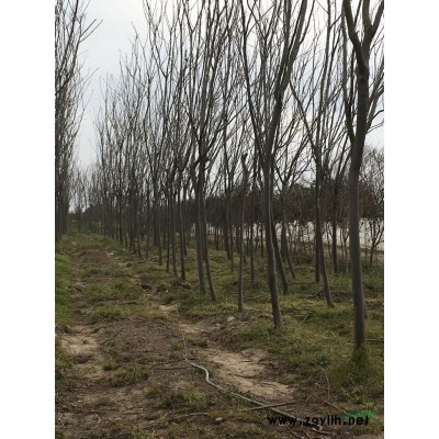 供应东台大叶女贞