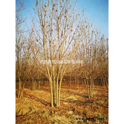 丛生大叶女贞价格(多枝大叶女贞)