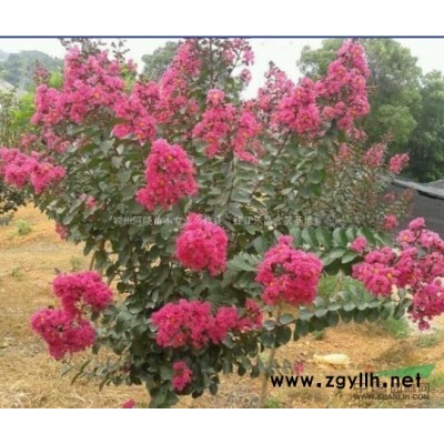 桂花 桂花价格 浙江桂花