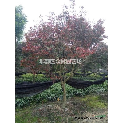 四川成都桂花价格，桂花基地批发