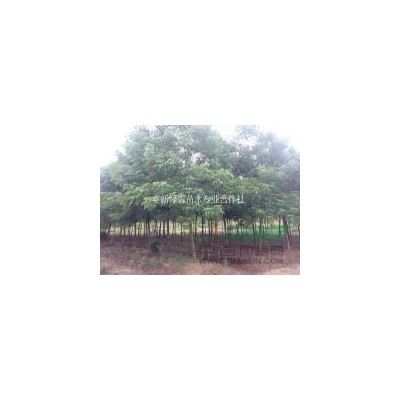 丛生桂花5米-2米冠幅大量出售，12公分-16公分桂花，江西