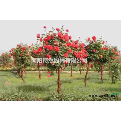 大叶女贞树，20公分大叶女贞的价格，南栾，金叶复叶槭