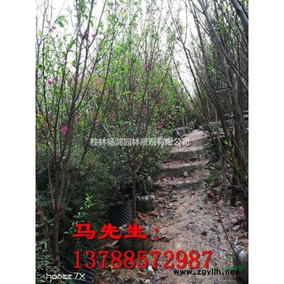 大量桂花苗出售50---1.4米以上，上车价0.4元/株