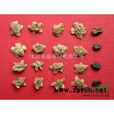 高干女贞种子 当年新采收大叶女贞种子 发芽率有保障