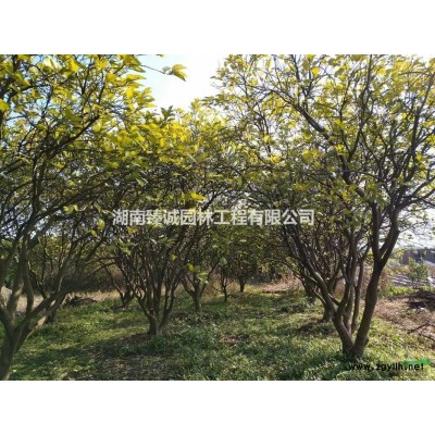 女贞 大叶女贞 移植截杆女贞 女贞价格 湖南女贞