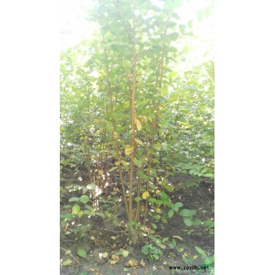 大叶女贞供应/大叶女贞图片