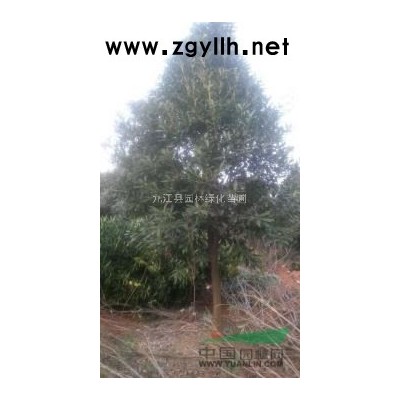 12公分香樟价格、15公分香樟价格、18公分香樟价格