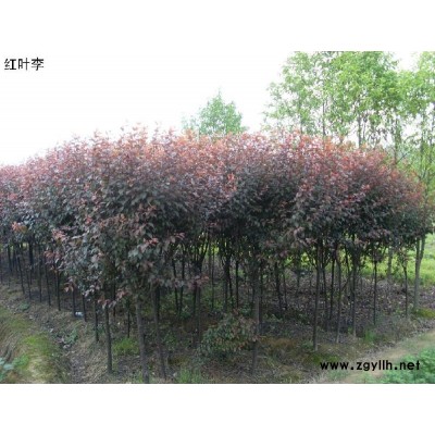 红叶李、桂花、大叶女贞、紫薇、香樟