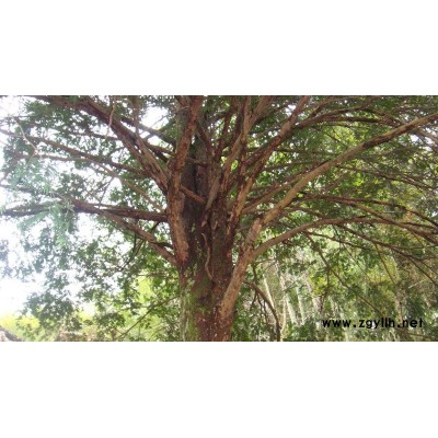 白玉兰、桂花树、银杏树.红豆杉