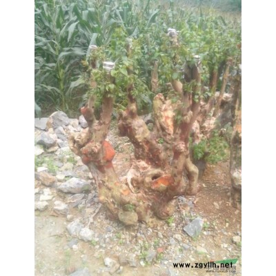 2014年湖南香樟价格，*新香樟报价