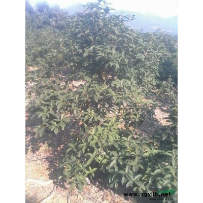 香樟报价/浙江香樟报价