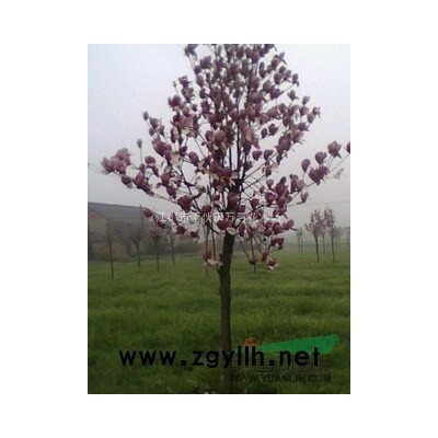 蜀桧,龙柏球[杆]花柏球,小叶黄杨,桂花,紫薇,香樟,