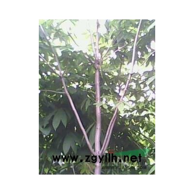 七叶树价格,香樟价格,银杏价格,三角枫价格,红枫价格表