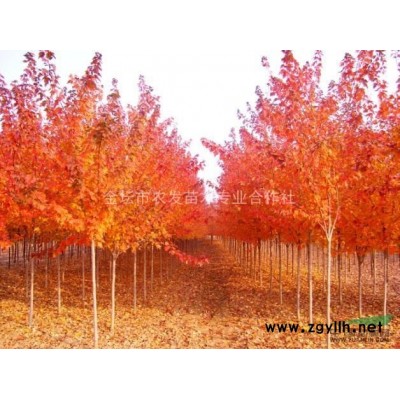 提供大量香樟树树苗