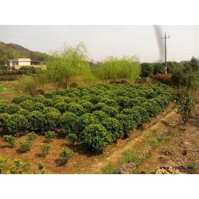 湖南月月桂，红叶石楠，金森女贞，香樟，红继木价格，月月桂供应