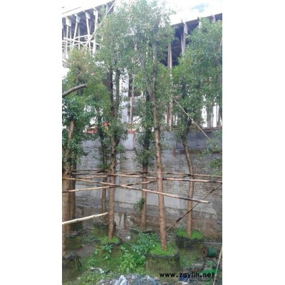 供应福建盆架子/福建凤凰木/福建香樟/福建秋枫/漳州小叶榕
