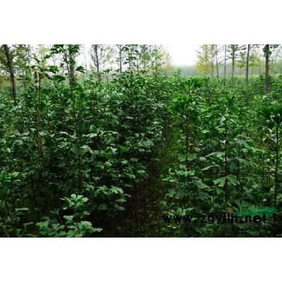 长期供应各种茶花苗，香樟树，板栗苗。。。