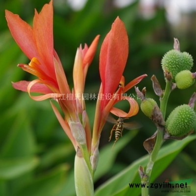 安徽移栽香樟供应 安庆移栽香樟价格 出售移栽香樟栽培