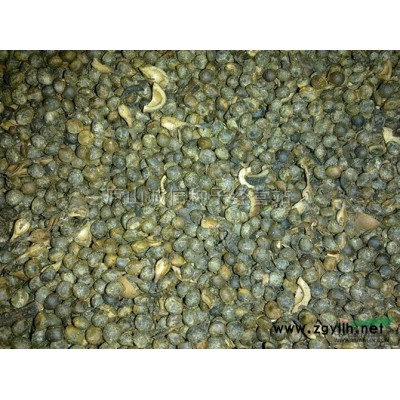 大量供应：香樟、桂花、红豆杉、水杉、楠树、杜英、朴树等种子