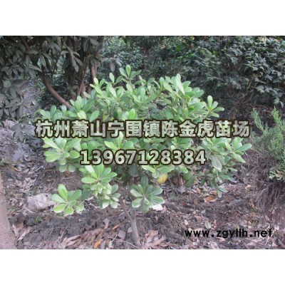 香樟*新价格/香樟报价