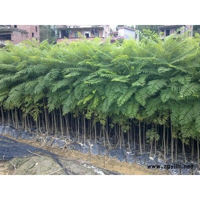 香樟，木荷，山杜英，红椎，蓝花楹，黄花梨，澳洲火焰木