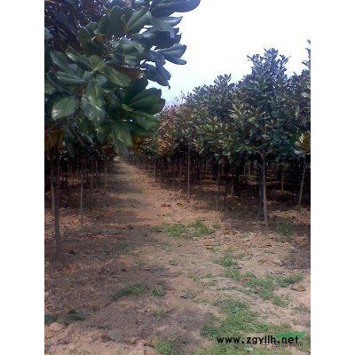 桂花，大叶女贞，红叶李，垂柳，香樟