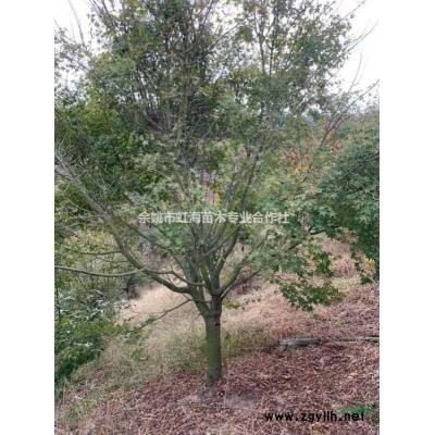 自种桂花树便宜处理，数量不多