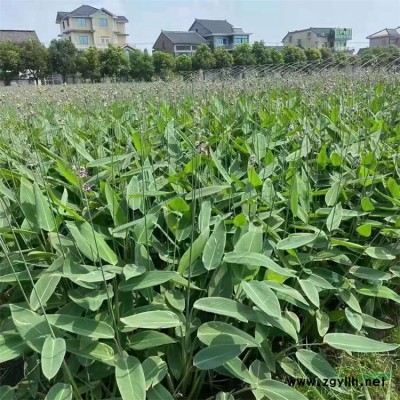 常年快递四季常青行道树高杆大叶女贞种子种苗好活实惠