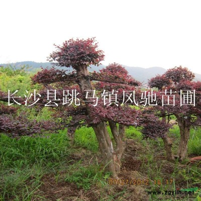 大量供应香樟 5-8-10-15-20-30-40-50-6