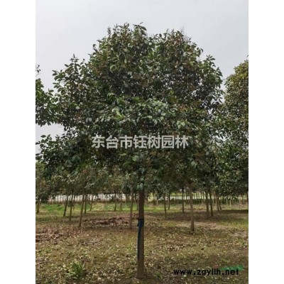 大量供应大叶女贞3-25公分