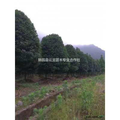 浙江新昌桂花规格*/浙江精品桂花价格优惠