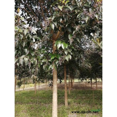 大叶女贞，落羽杉，水杉