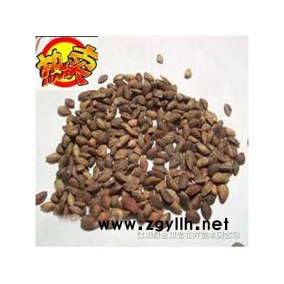 红枫、红豆杉、香樟等美国*种子