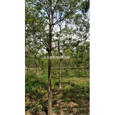 2018年安徽大叶女贞*新报价