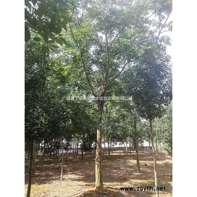 安徽广德供应10-15大叶女贞，小骨架移栽5年精品苗。