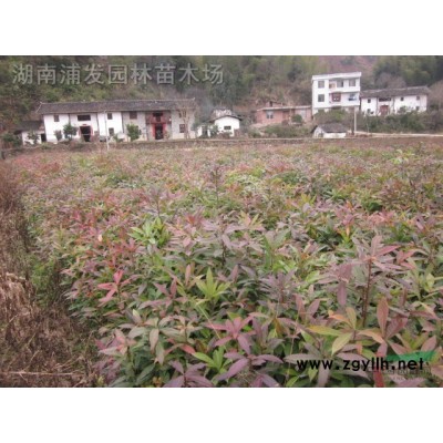 湖南彩叶桂花基地-珍珠彩叶桂-变色彩叶桂-彩叶桂花价格