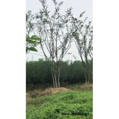 丛生大叶女贞行情报价/丛生大叶女贞图片展示