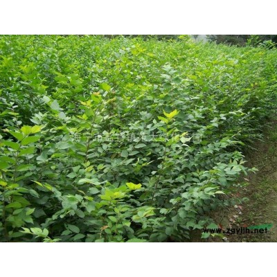 海宁绿化供应2、3、4、5、6大叶女贞、乌桕新苗