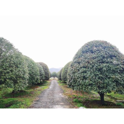 桂花冠幅250-500CM